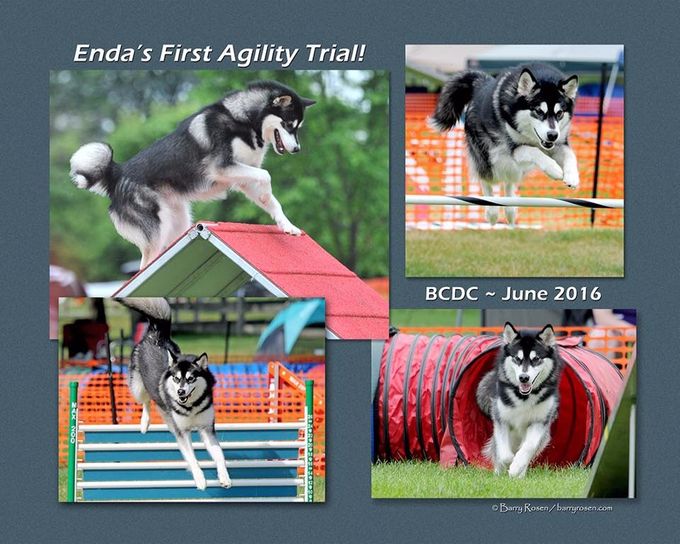Enda made her AKC Agility debut June 2016