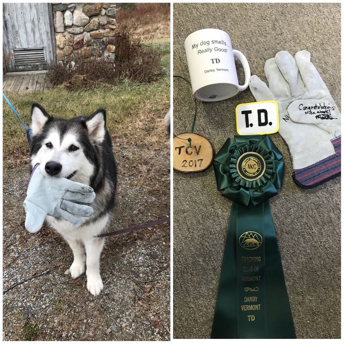 Layla finished her Tracking Dog title in Vermont! She followed a trail aged almost 90 minutes and 450 yards with 5 turns