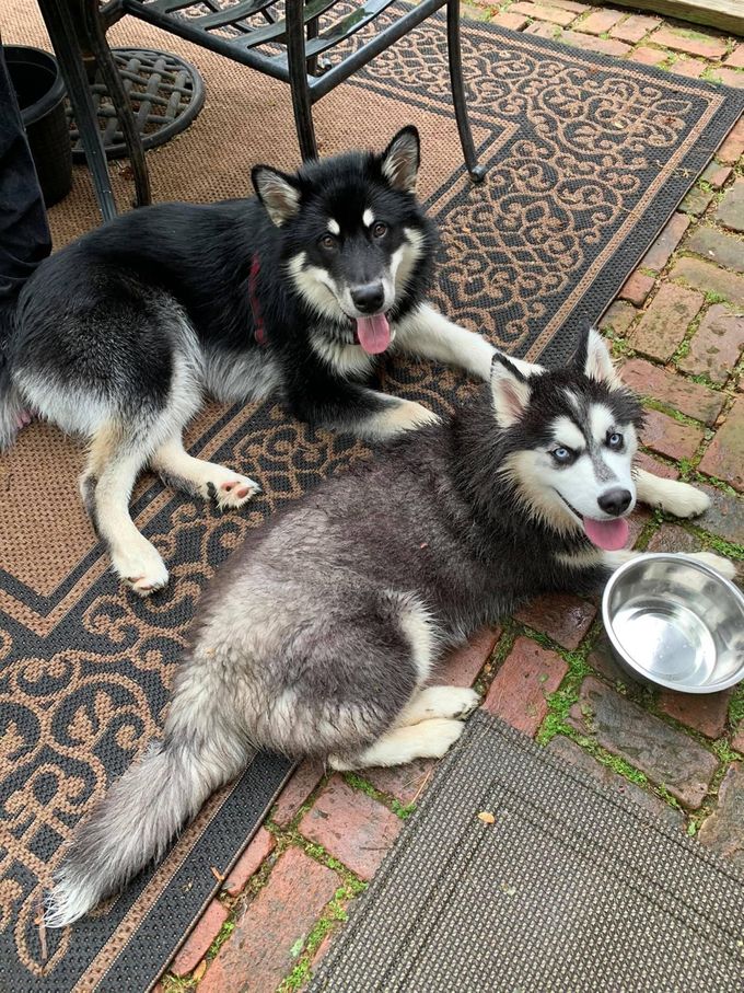 Fenrir from our 2020 litter with his friend 