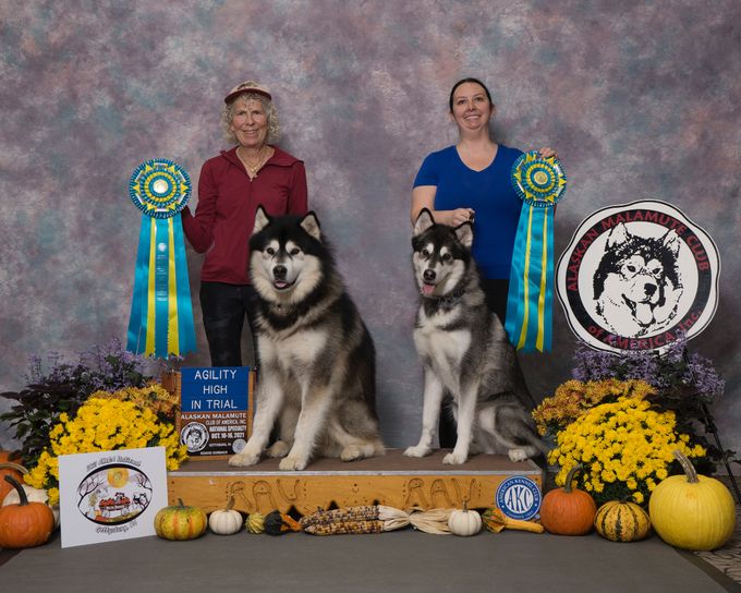 Enda and her brother Hawkeye won High in Trial at the Alaskan Malamute Club of America national specialty 
